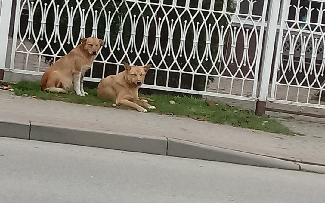 Ogłoszenie- Zapraszamy do skorzystania z bezpłatnej adopcji psów!