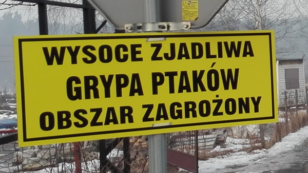 Wysoce zjadliwa grypa ptaków na terenie Województwa Podlaskiego!