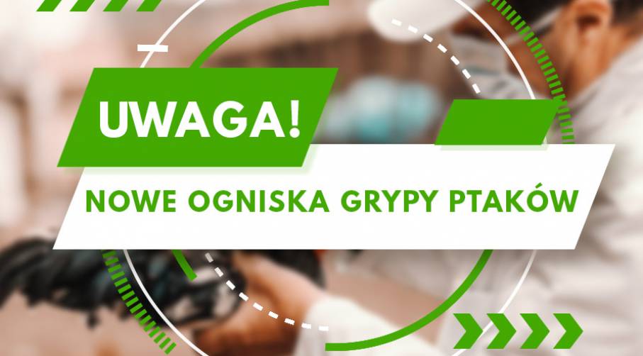 WYSOCE ZJADLIWA GRYPA PTAKÓW!