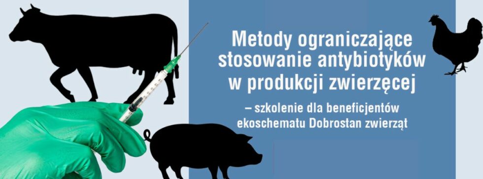 Bezpłatne szkolenie pn. „Metody ograniczające stosowanie antybiotyków w produkcji zwierzęcej – szkolenie dla beneficjentów ekoschematu Dobrostan zwierząt”.