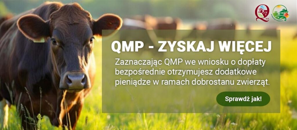 Krowa na tle zielonych pastwisk, promująca program QMP, który oferuje dodatkowe fundusze w ramach dopłat bezpośrednich dla hodowców zwierząt. Idealna dla osób zainteresowanych dobrostanem zwierząt i wsparciem finansowym.