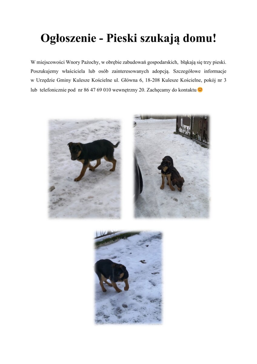 Ogłoszenie – Pieski szukają domu!