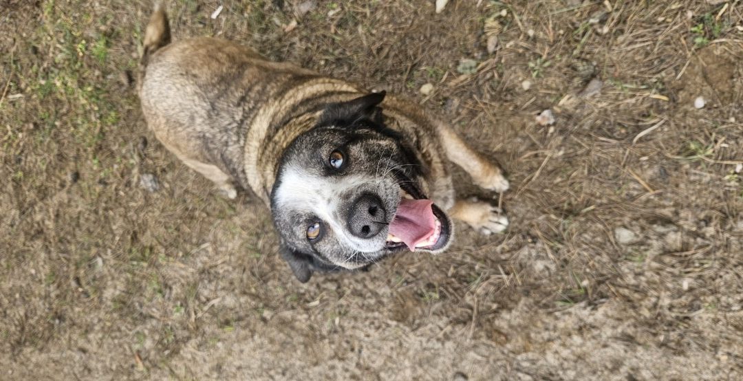 Ogłoszenie – Piesek szuka domu!