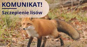 I N F O R M A C J A DLA MIESZKAŃCÓW TERENÓW, NA KTÓRYCH ZOSTANĄ WYŁOŻONE PRZYNĘTY ZE SZCZEPIONKĄ DO ZWALCZANIA WŚCIEKLIZNY U DZIKICH LISÓW w akcji wiosennej 2026 roku