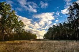 Komunikat PGE Dystrybucja – Poszukujemy firm i wykonawców specjalizujących się w pracach wycinkowych w pobliżu linii elektroenergetycznych